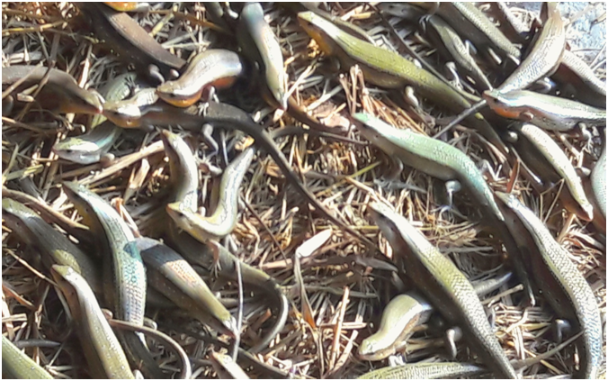 KỸ THUẬT NUÔI RẮN MỐI BÁN HOANG GIÃ MIỀN BẮC.