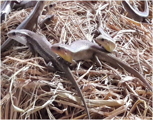 KỸ THUẬT NUÔI RẮN MỐI BÁN HOANG GIÃ MIỀN BẮC.