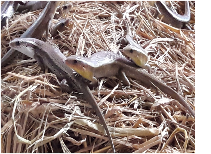 kỹ thuật nuôi dế