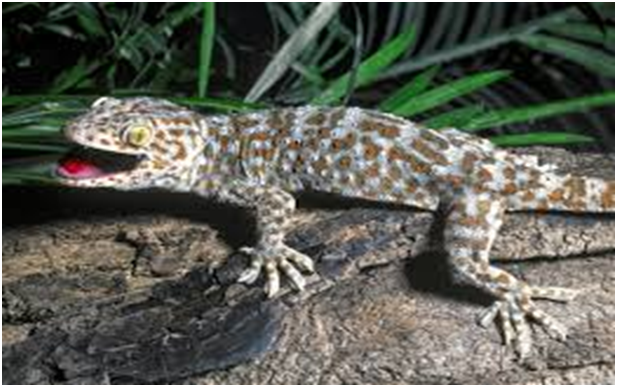 kỹ thuật nuôi tắc kè