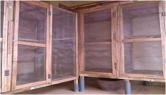 kỹ thuật nuôi tắc kè