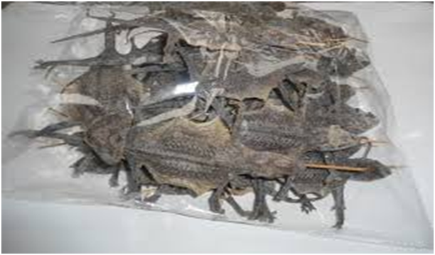 kỹ thuật nuôi tắc kè