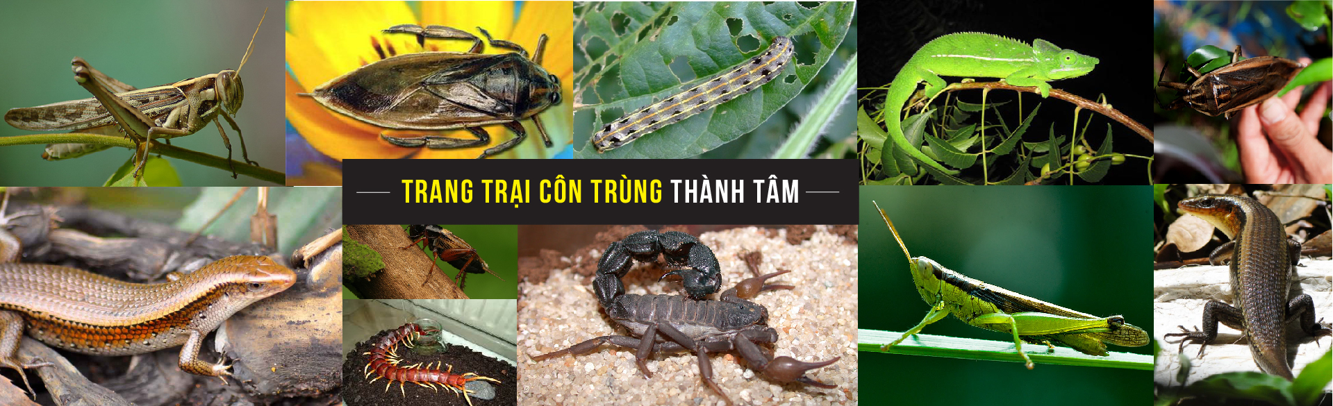 Trang trại côn trùng Thành Tâm