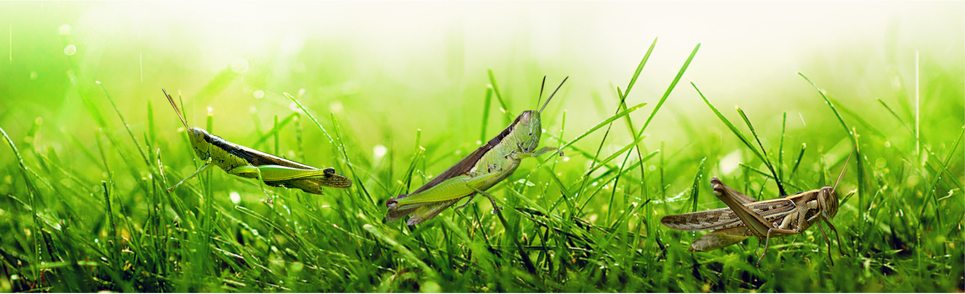 Trang trại côn trùng Thành Tâm