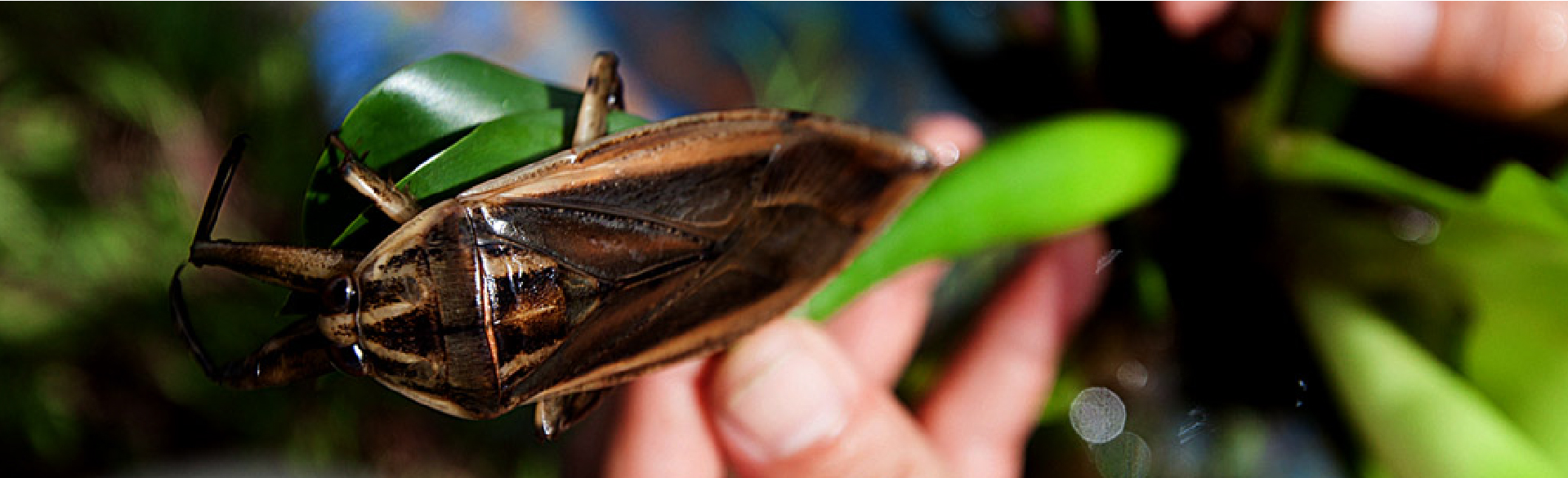 Trang trại côn trùng Thành Tâm