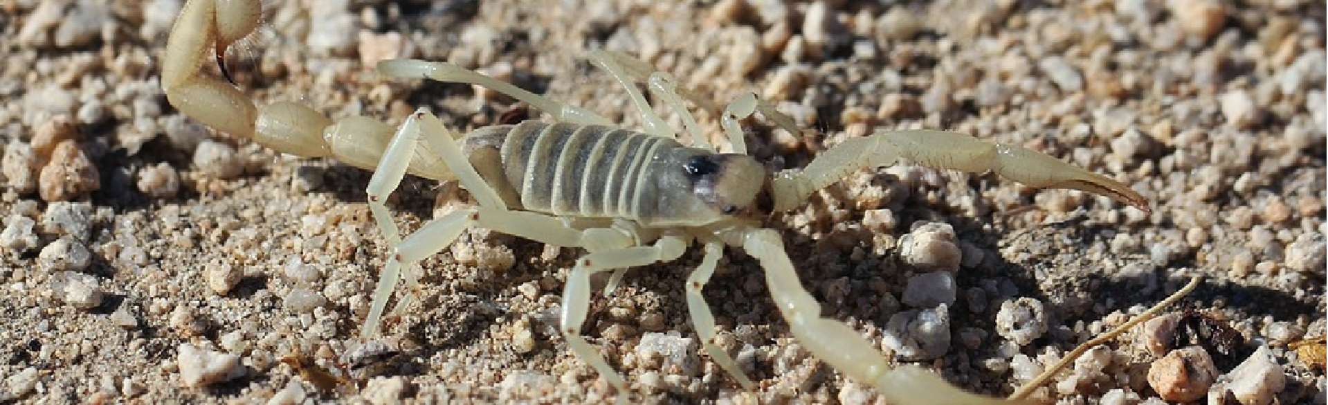 Trang trại côn trùng thành tâm