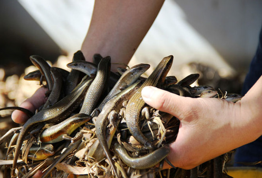 Rắn Mối Giống Con