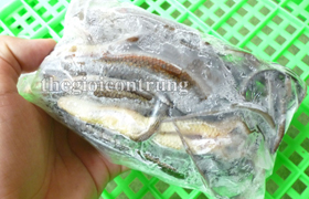 Rắn mối đông lạnh