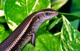 Rắn Mối Giống Con