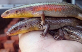 Rắn mối sinh sản