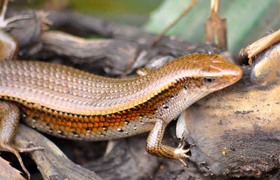 Rắn mối thương phẩm