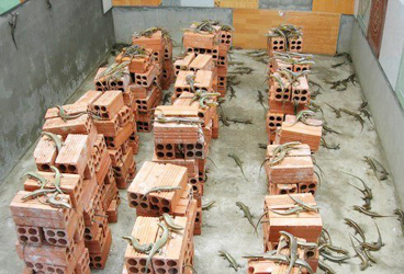 Quyết tâm làm giàu từ nuôi con rắn mối