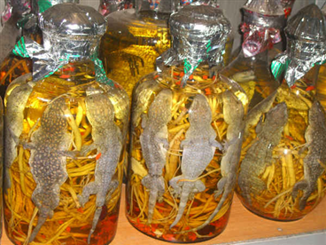 Tắc kè ngâm giúp bổ thận tráng dương, tăng cường sinh lý