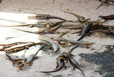 Tương lai của nghành chăn nuôi côn trùng tại Việt Nam