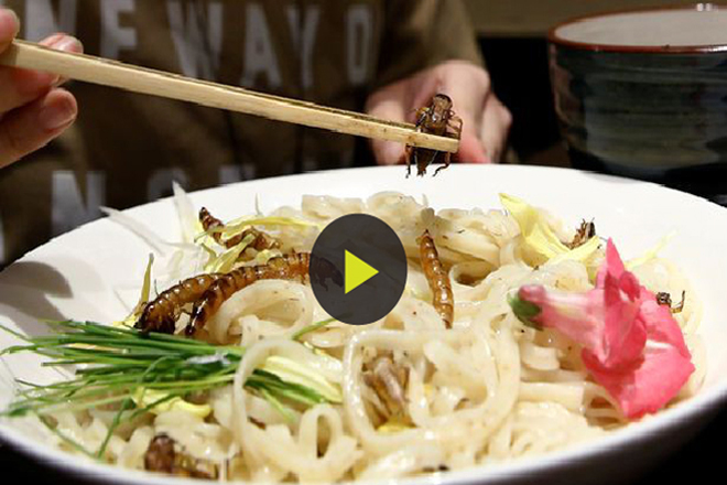 Trang trại côn trùng thành tâm