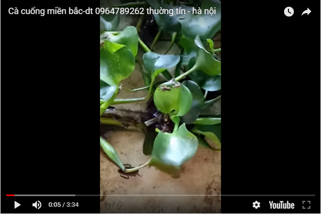 Cà cuống miền bắc-dt 0964789262 thuờng tín - hà nội